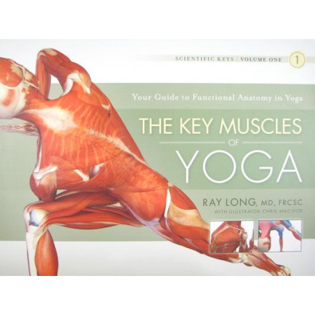 The Key Muscles of Yoga