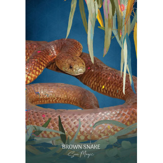 Wild Wisdom Australia Oracle